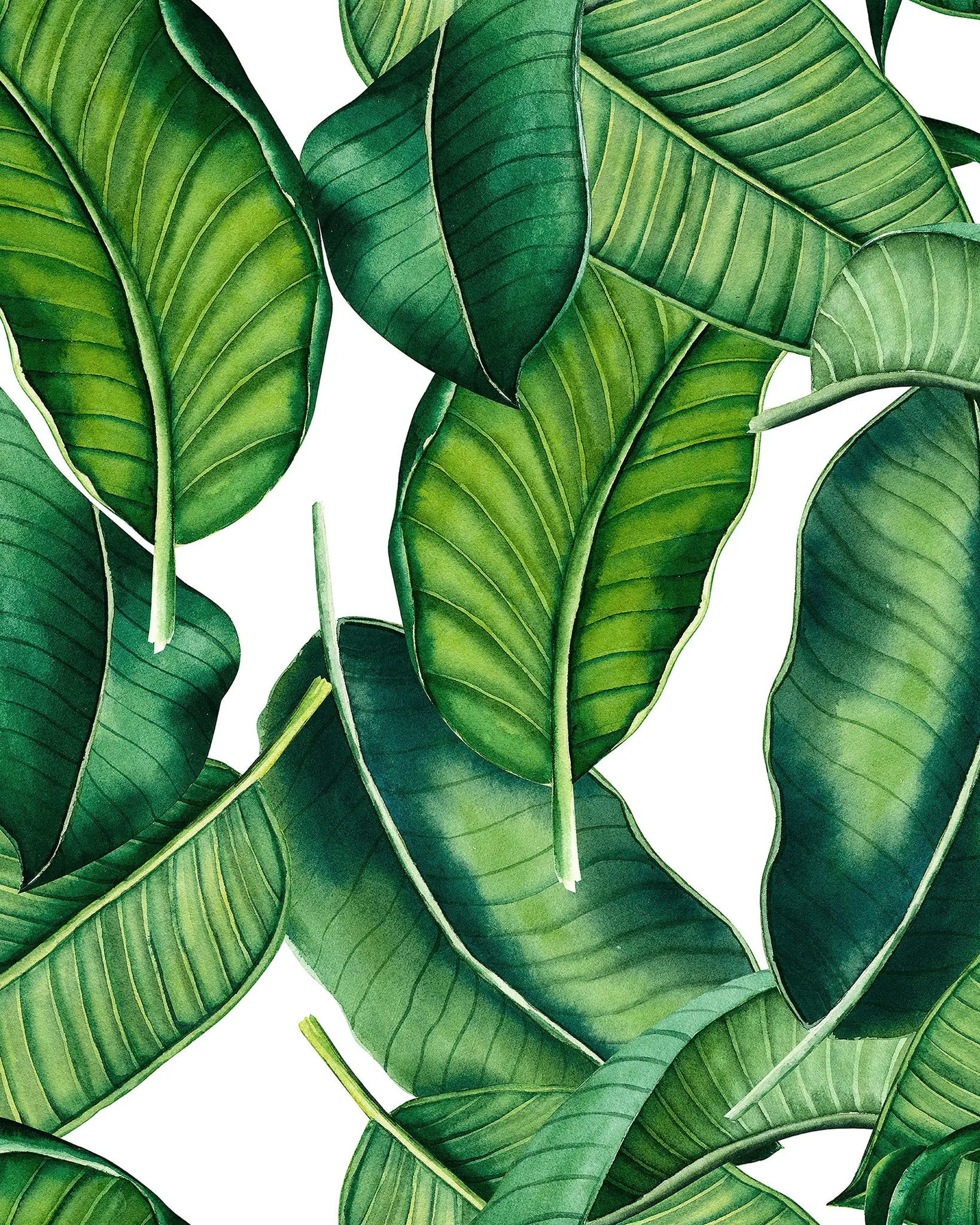 Close-up of green leaves with a white background