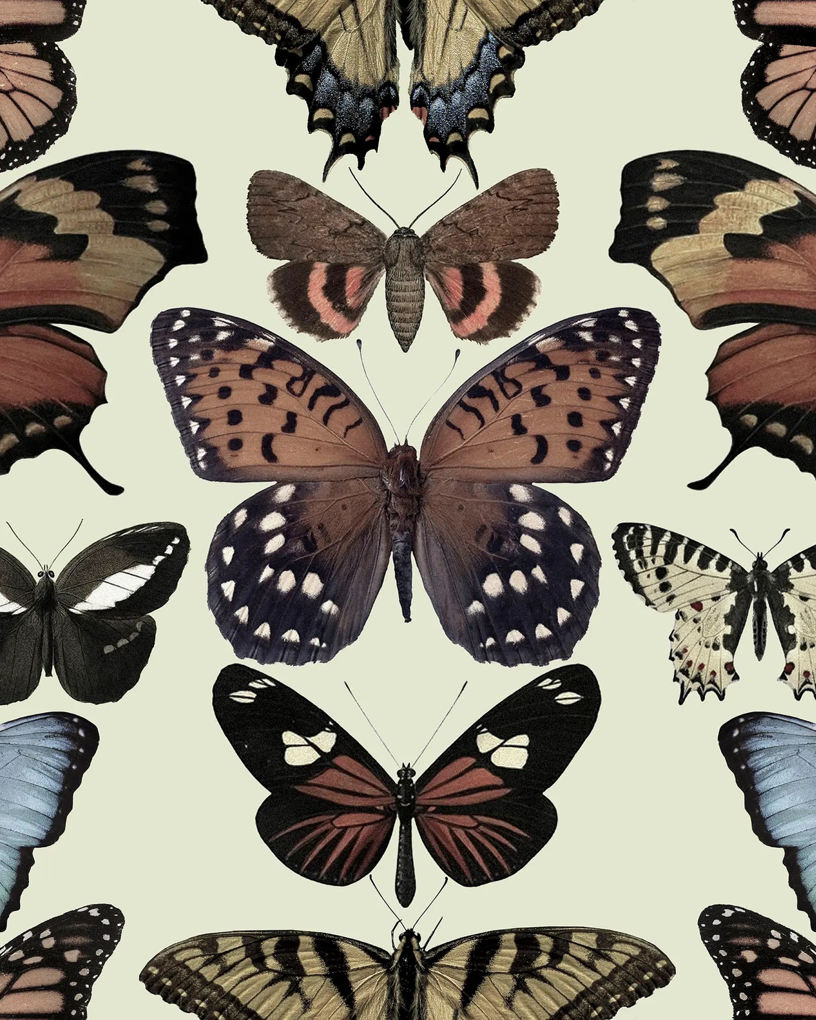 Pattern of various butterflies on a light background