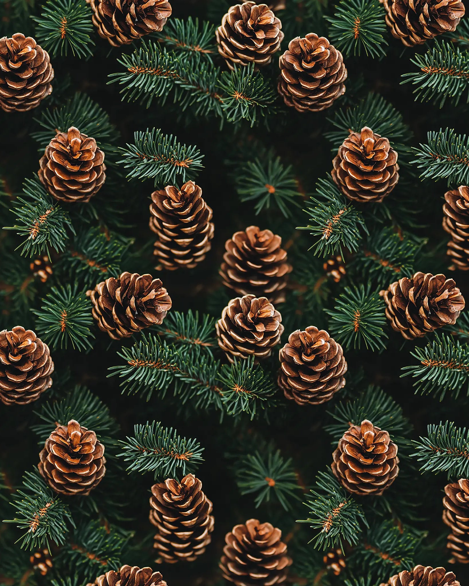 Pattern of pine cones and branches on a dark background