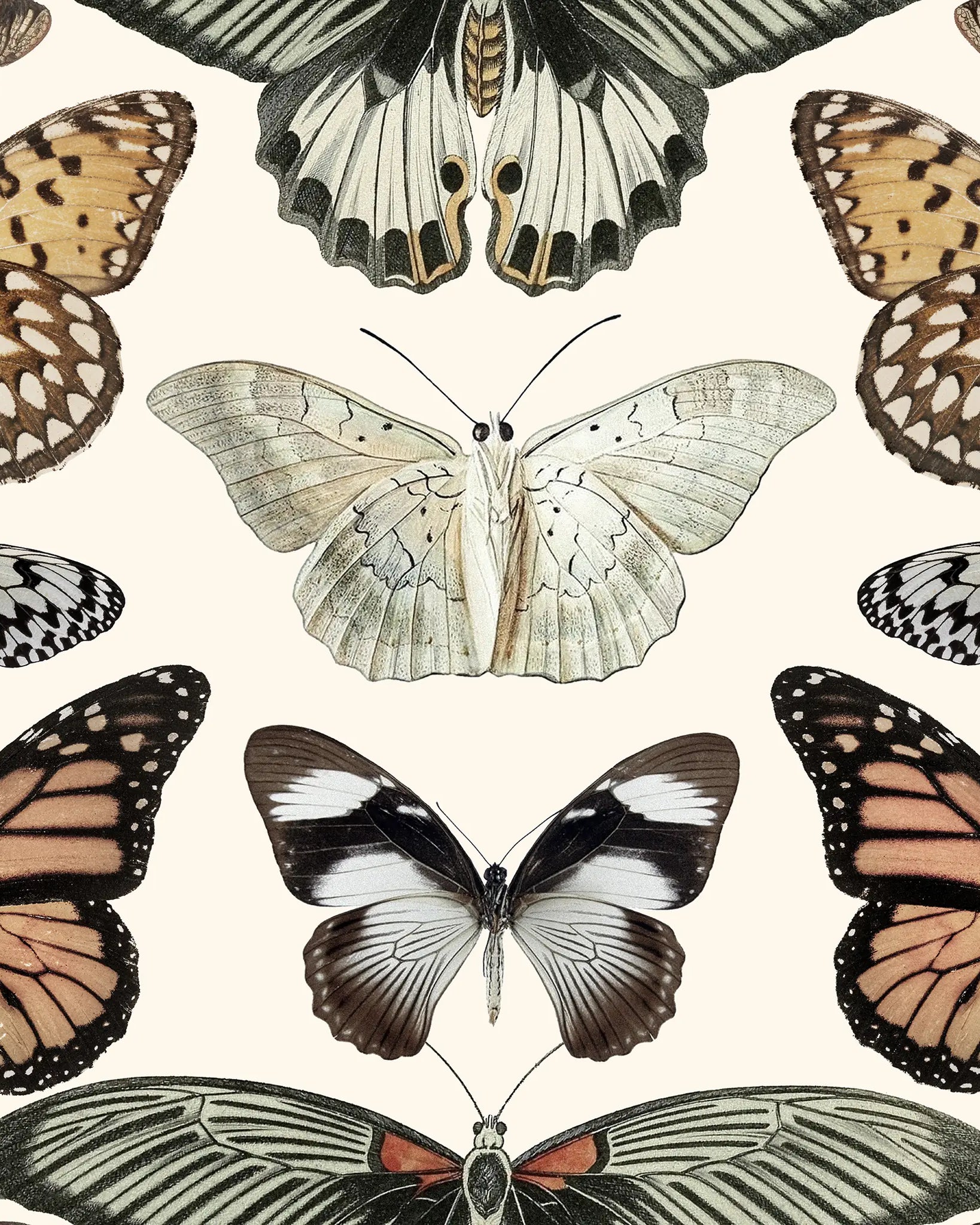 Pattern of various butterflies on a light background