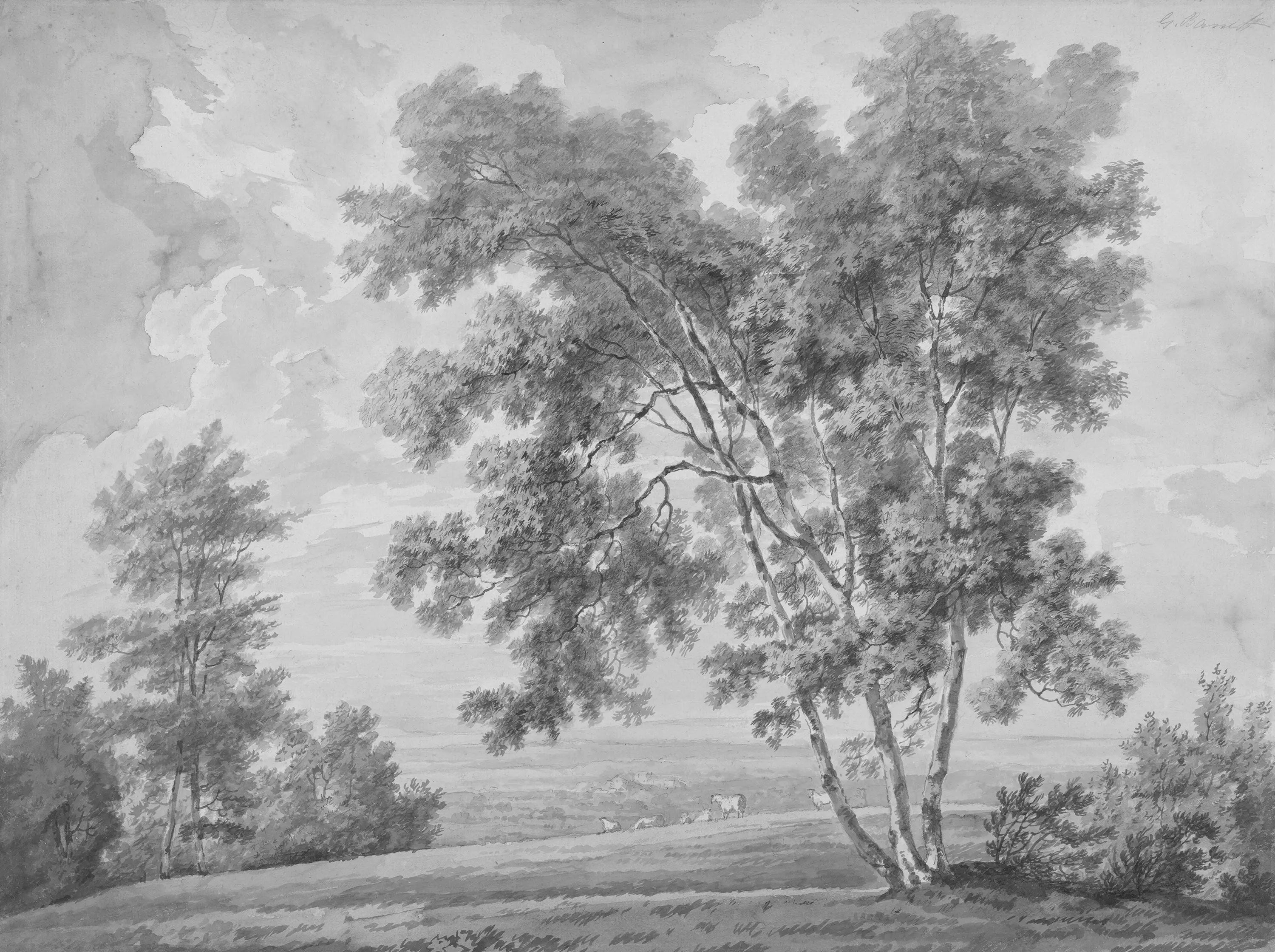 Landscape with trees and sheeps on a field, in monochrome.