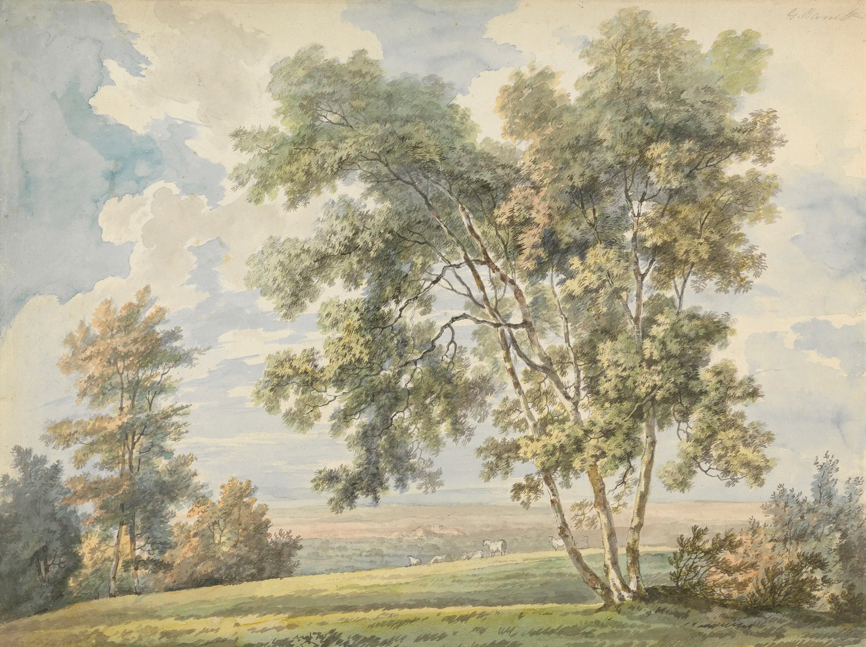 Sunny landscape with trees and sheeps on a field