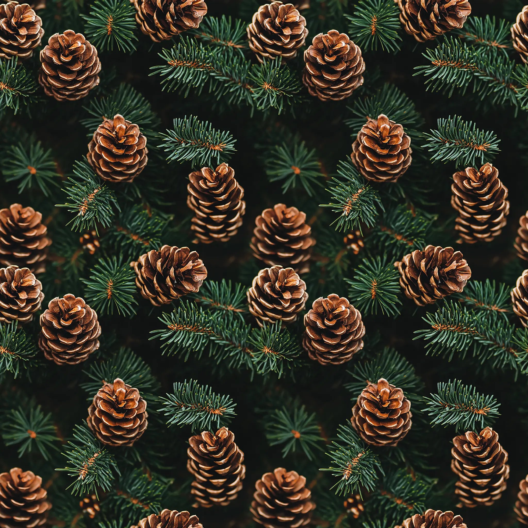 Pattern of pine cones and branches on a dark background