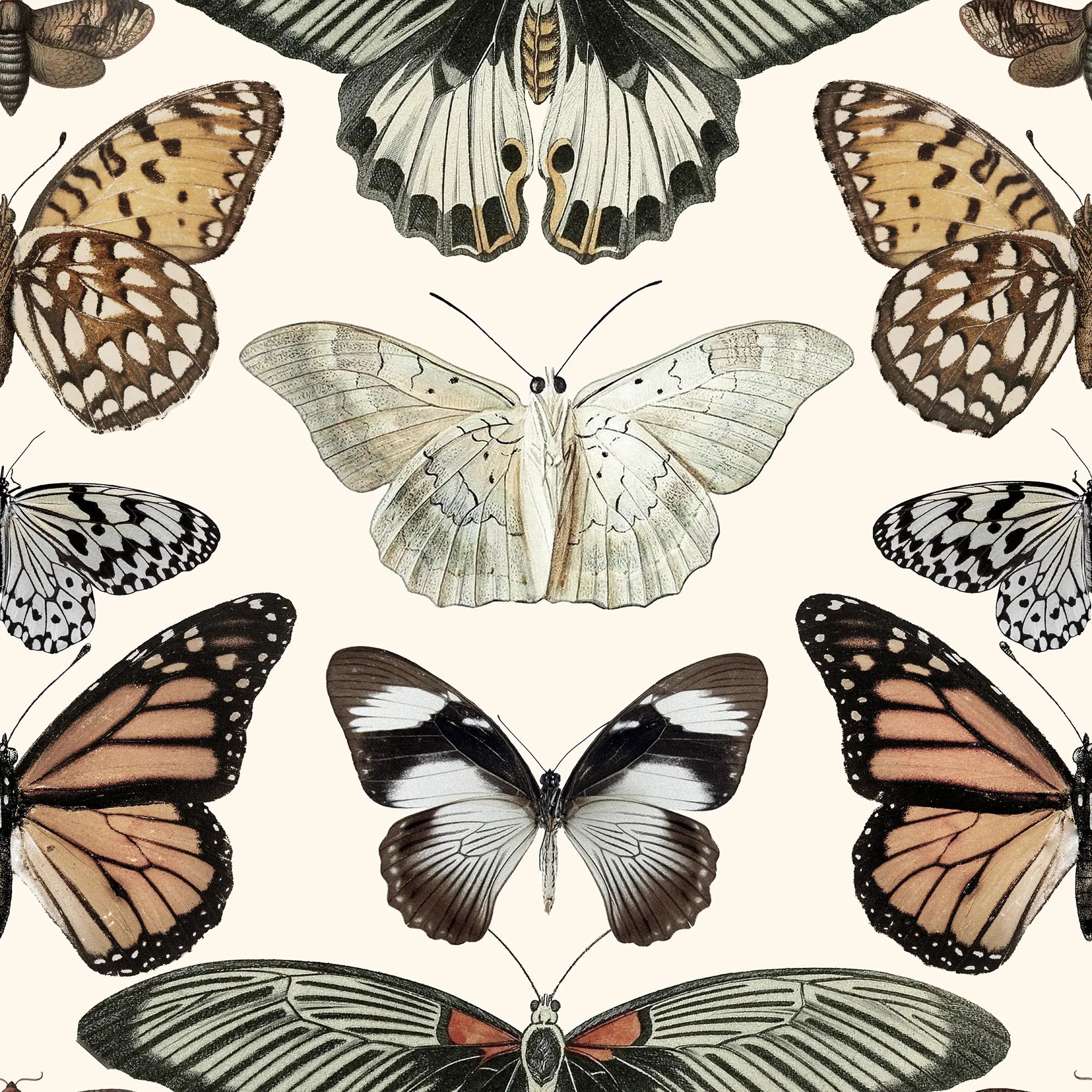Pattern of various butterflies on a light background