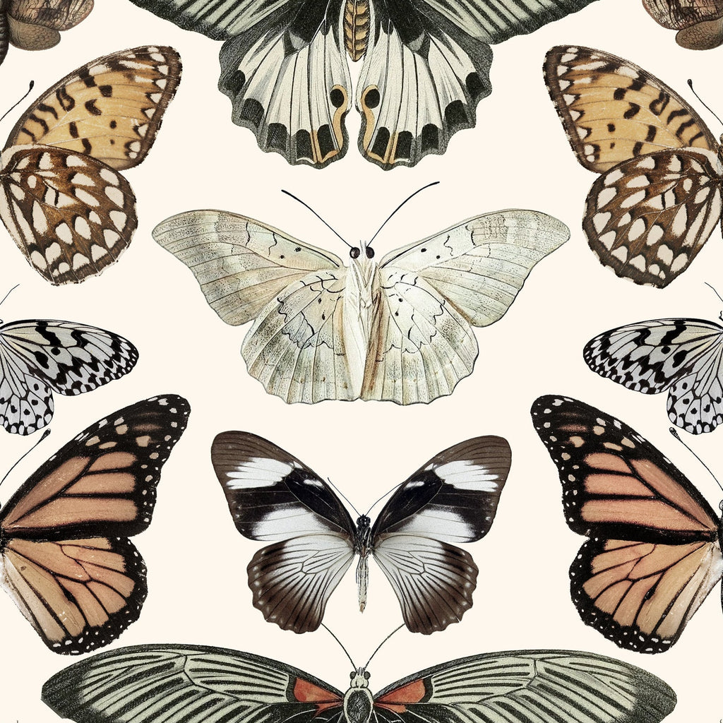 Vintage Butterfly Peel and Stick Wallpaper, Removable Wallpaper, Traditional Wallpaper | DeccoPrint